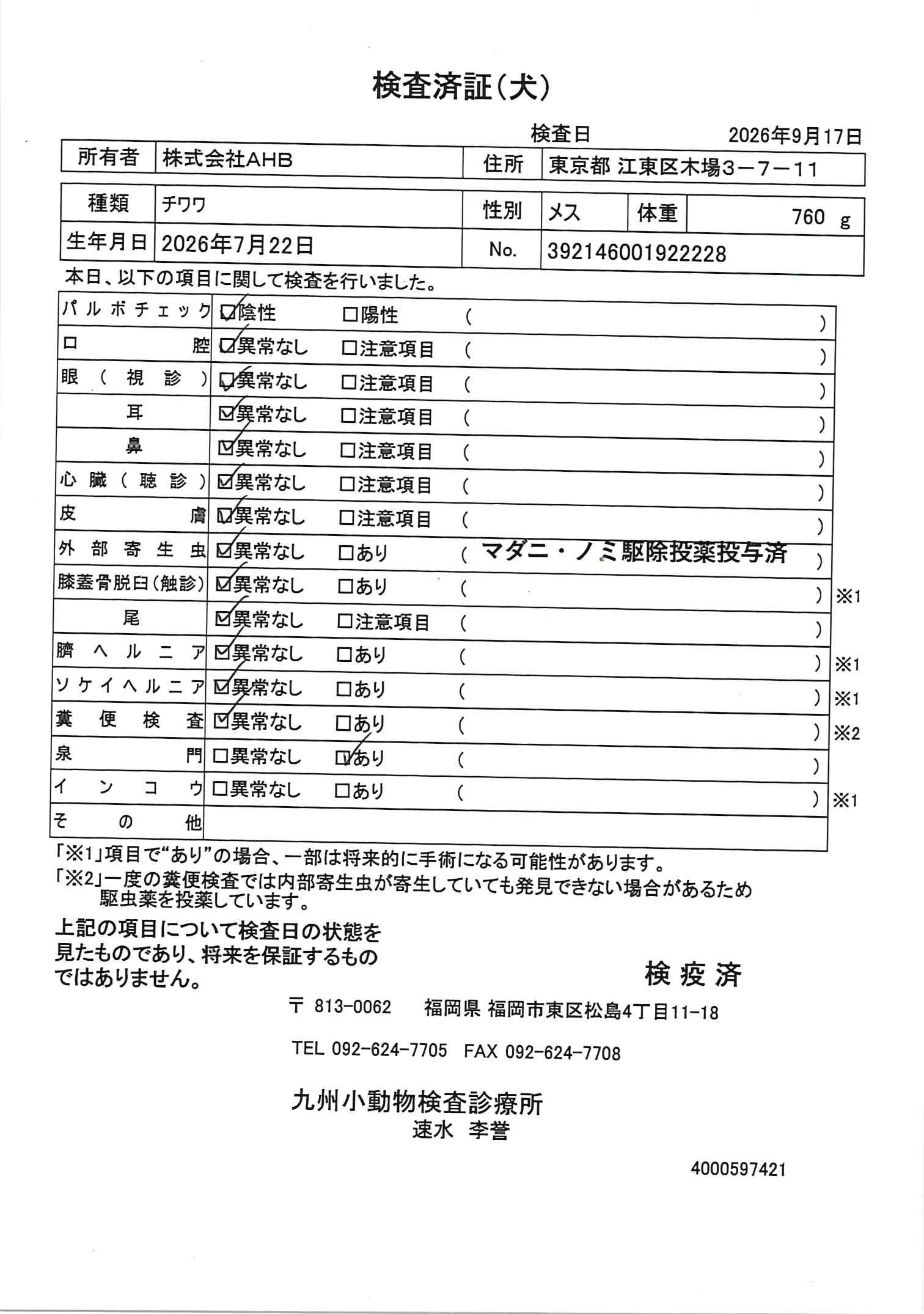チワワ