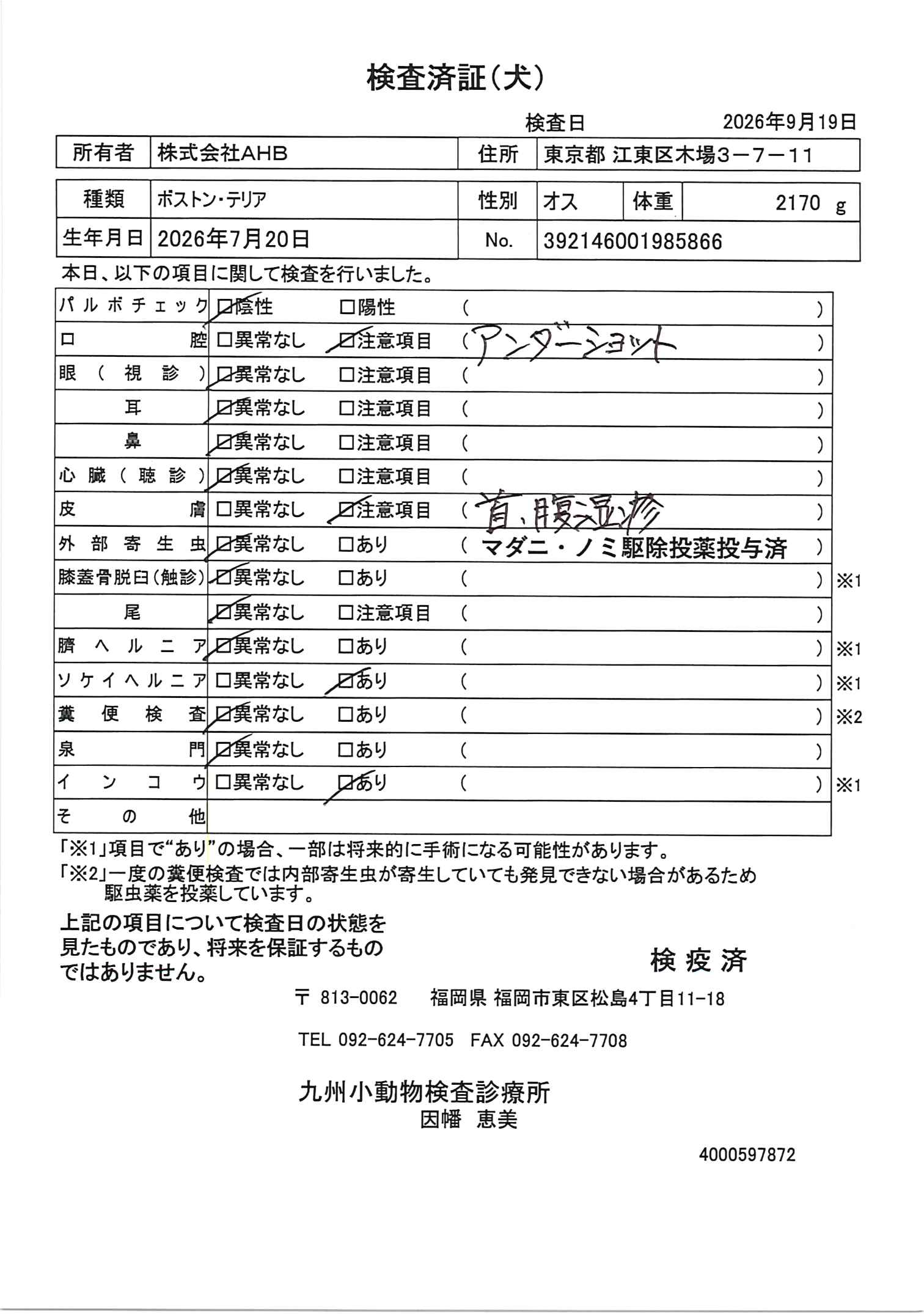 ボストン・テリア