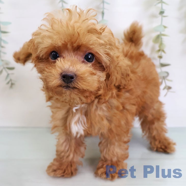 福岡県のトイプードル(トイ) (ペットプラス 春日店/2026年7月15日生まれ/男の子/アプリコット)の子犬の1枚目の画像