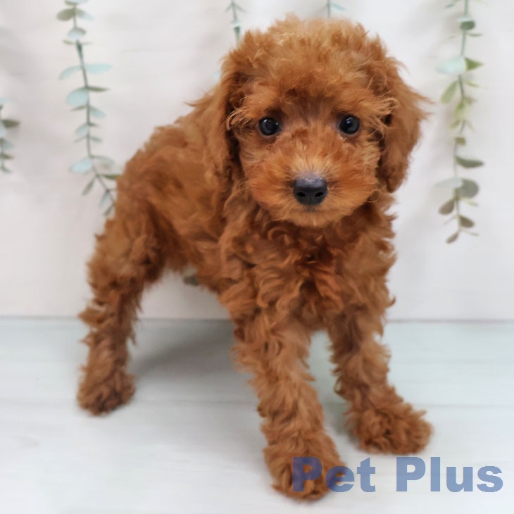 福岡県のトイプードル(トイ) (ペットプラス 春日店/2026年7月26日生まれ/男の子/レッド)の子犬の2枚目の画像