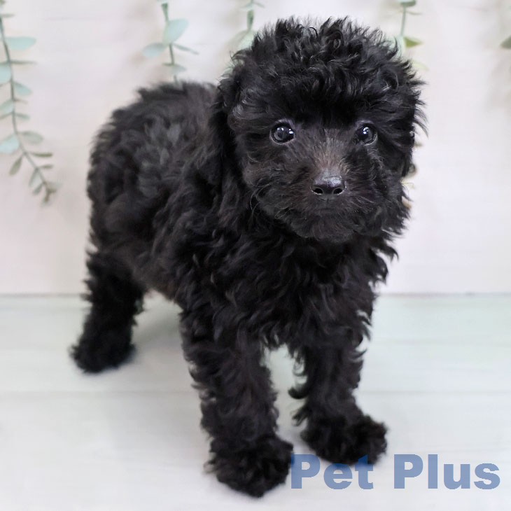 福岡県のトイプードル(トイ) (ペットプラス 小倉南店/2026年7月30日生まれ/女の子/ブラック)の子犬の1枚目の画像
