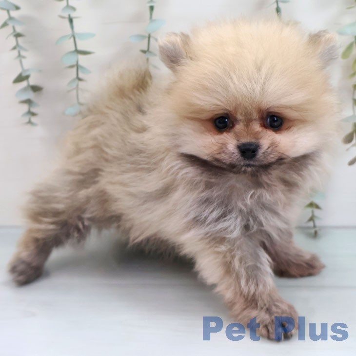ポメラニアン