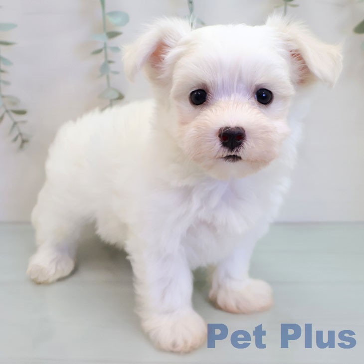 東京都のマルチーズ (ペットプラス 東久留米店/2026年8月1日生まれ/男の子/ホワイト)の子犬の1枚目の画像