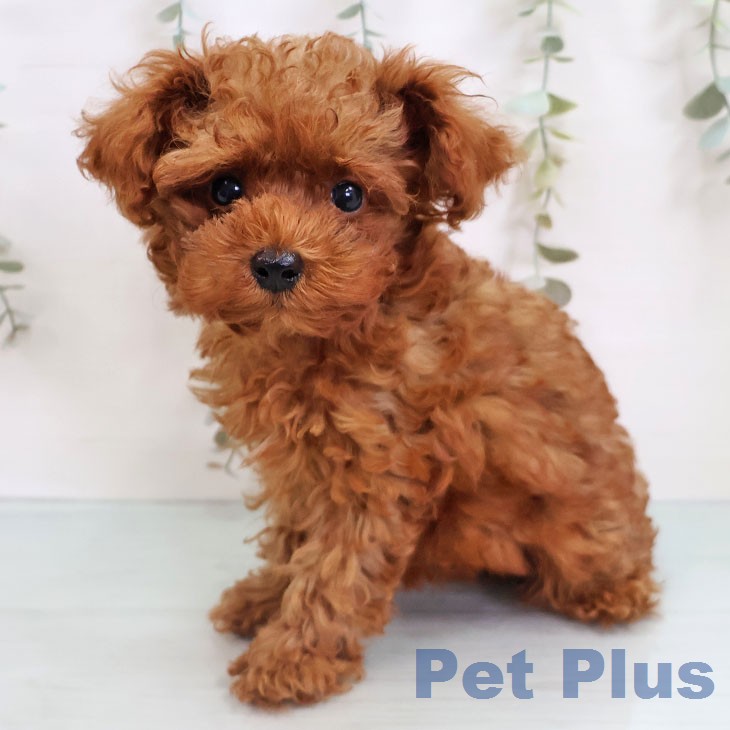 福岡県のトイプードル(トイ) (ペットプラス 春日店/2026年8月2日生まれ/女の子/レッド)の子犬の1枚目の画像