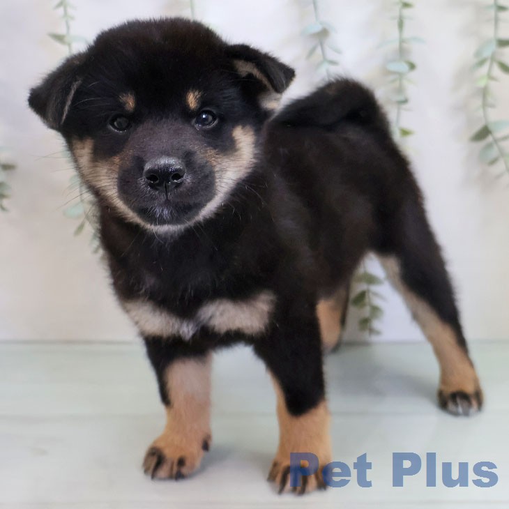 福岡県の柴犬(標準サイズ) (ペットプラス 八幡東店/2026年8月10日生まれ/男の子/黒)の子犬の1枚目の画像