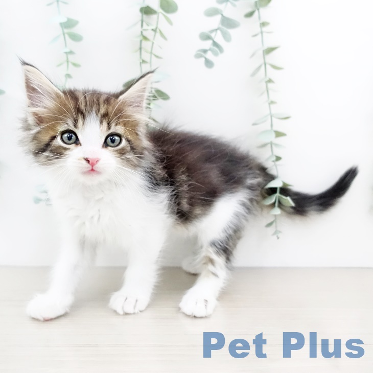 ノルウェージャンフォレストキャットの写真2