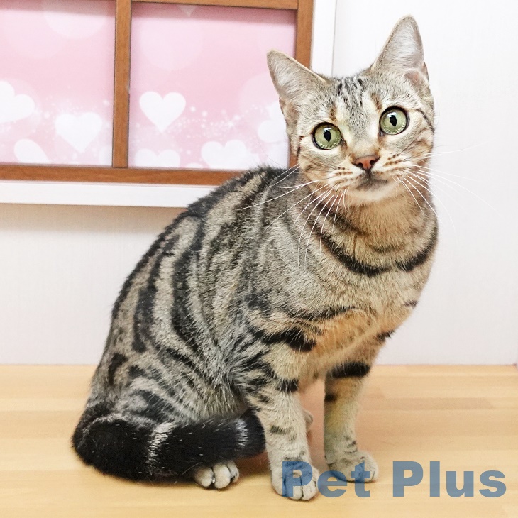 アメリカンショートヘア