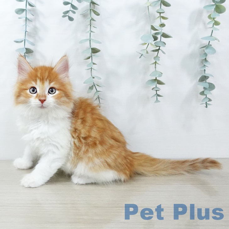 ノルウェージャンフォレストキャットの写真2