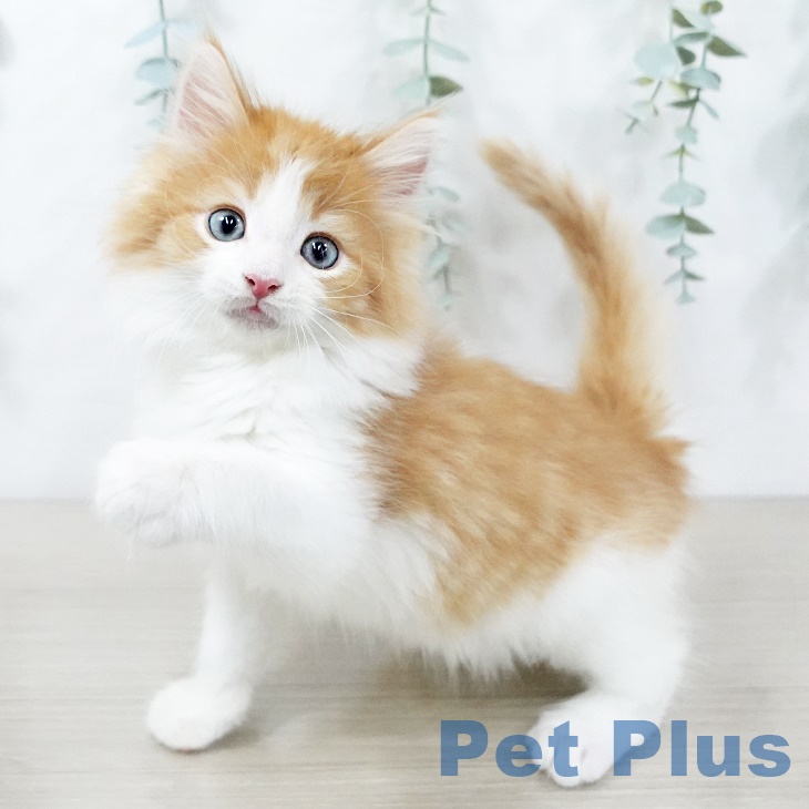 茨城県のノルウェージャンフォレストキャット (ペットプラスつくば店/2025年2月6日生まれ/男の子/レッドマッカレルタビーホワイト)の子猫