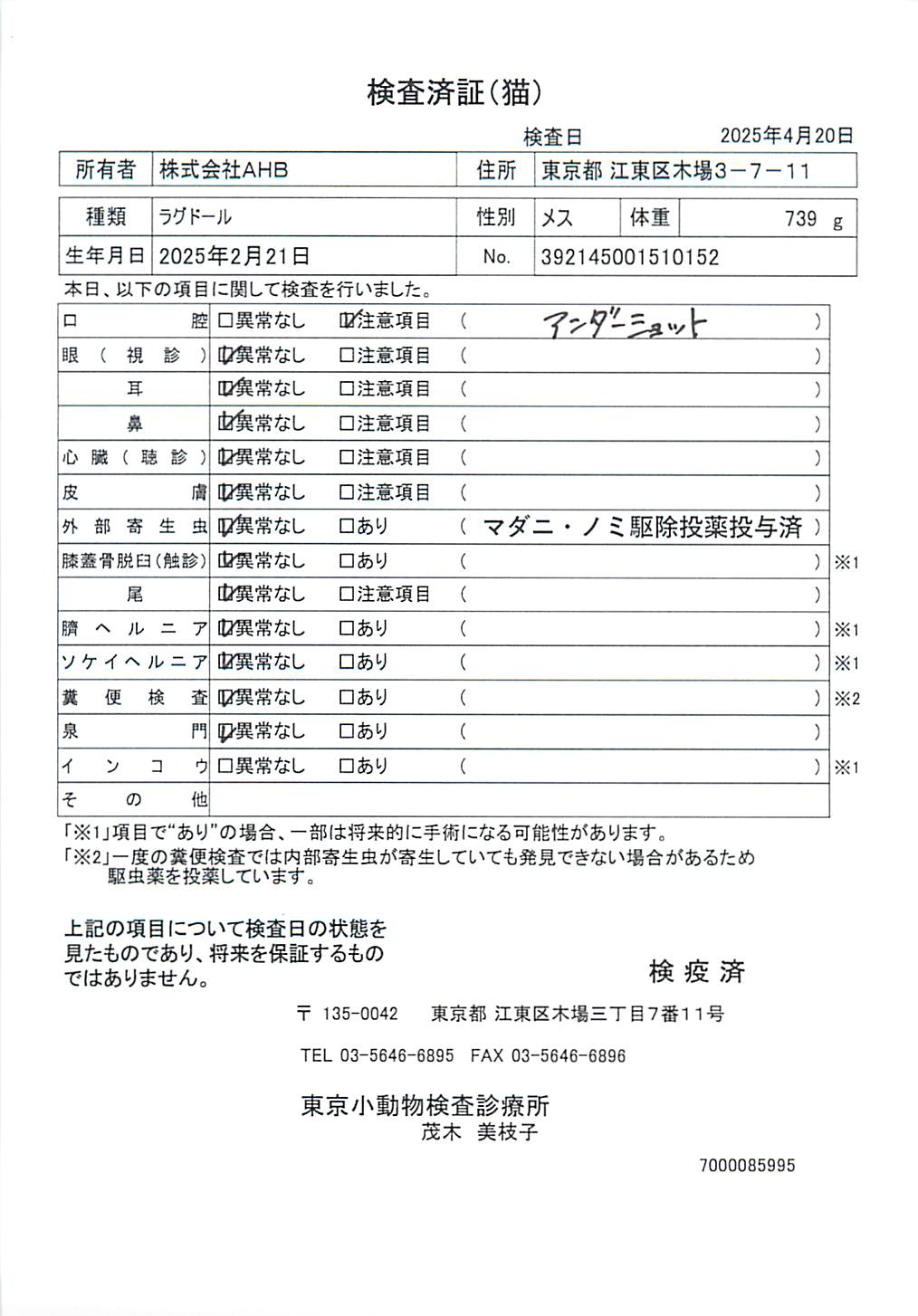 ラグドール