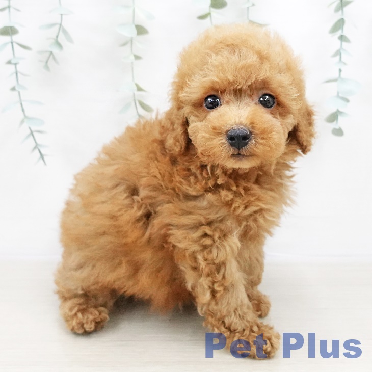 東京都のトイプードル(トイ) (ペットプラス東久留米店/2025年2月22日生まれ/男の子/レッド)の子犬
