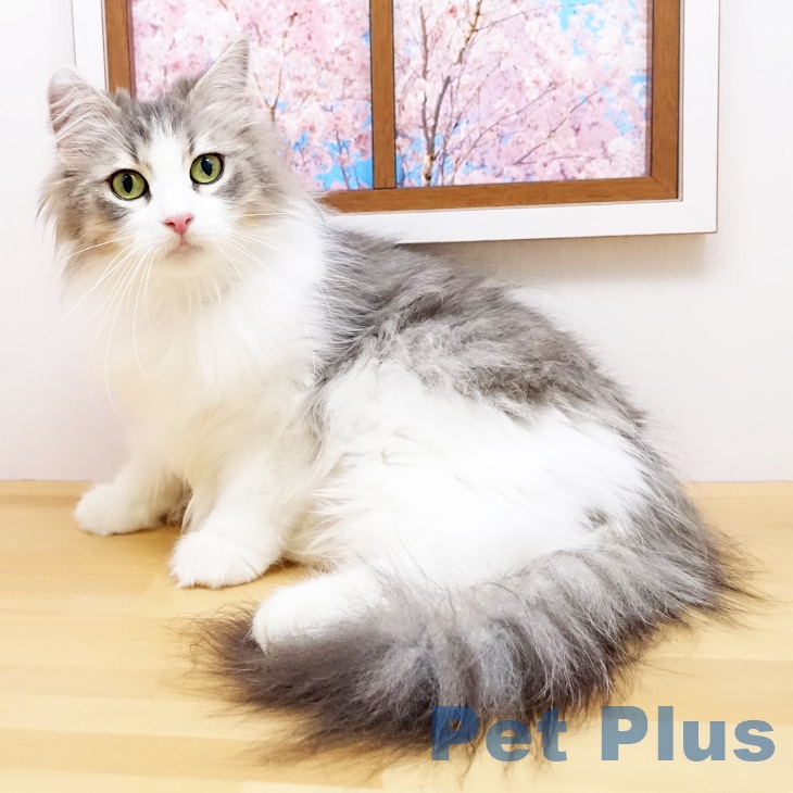 ノルウェージャンフォレストキャットの写真1