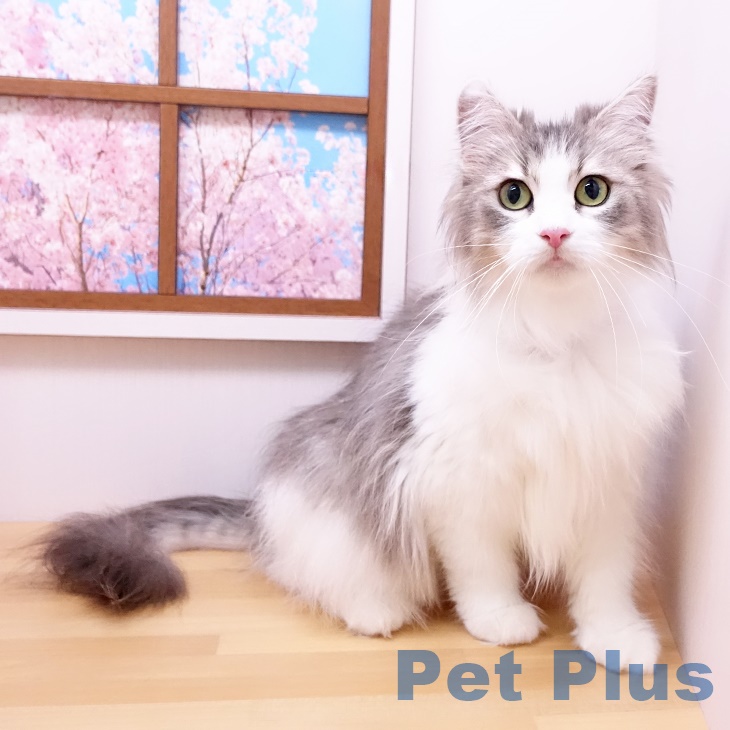 ノルウェージャンフォレストキャットの写真2