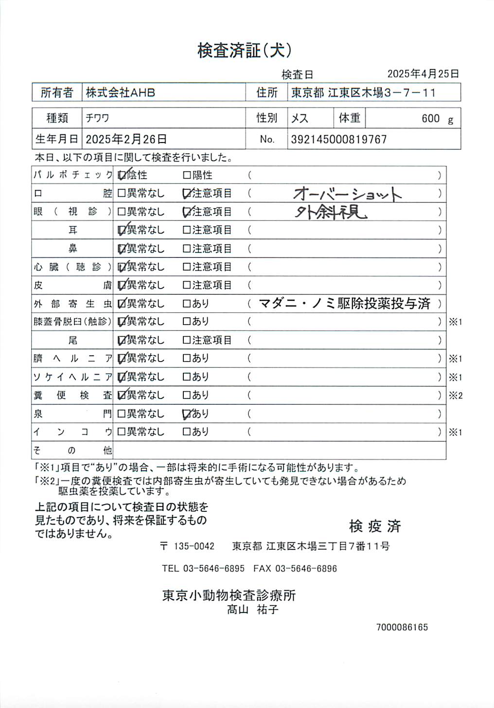 チワワ
