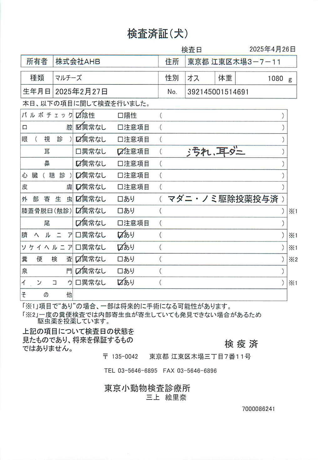 マルチーズ