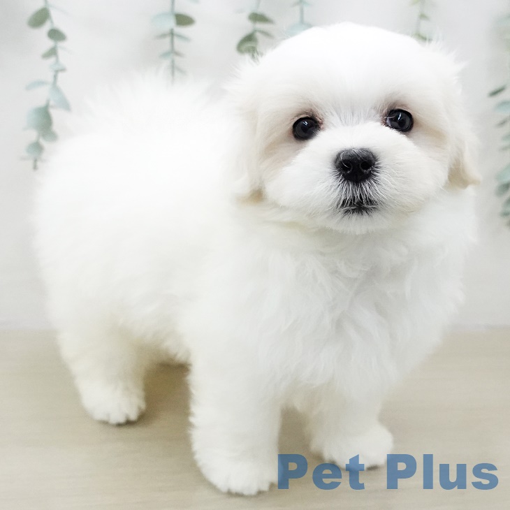 福島県のマルチーズ (ペットプラス福島店/2025年2月27日生まれ/男の子/ホワイト)の子犬