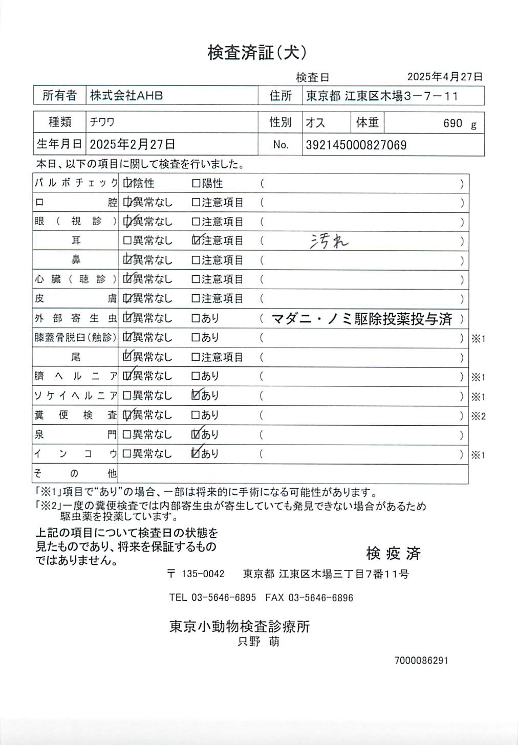 チワワ