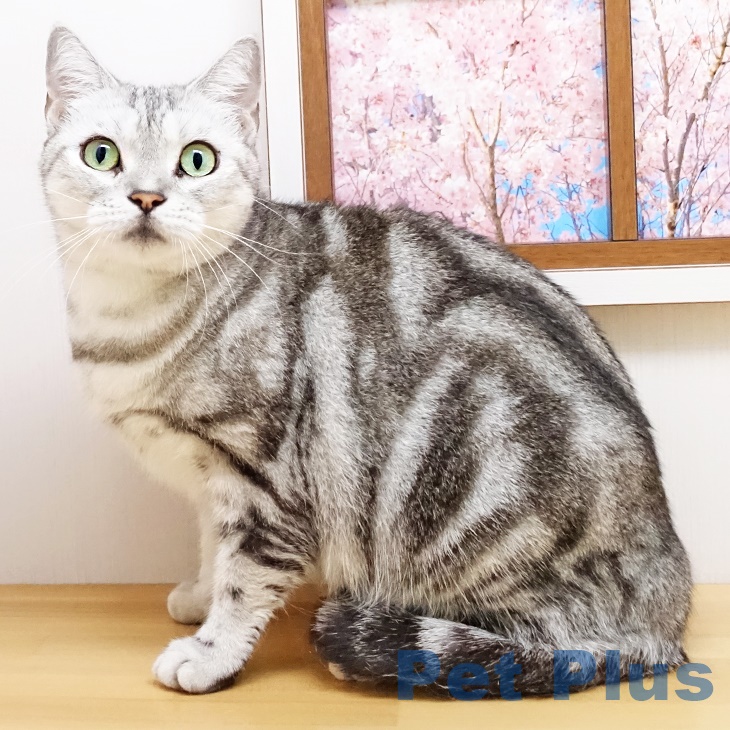 アメリカンショートヘア