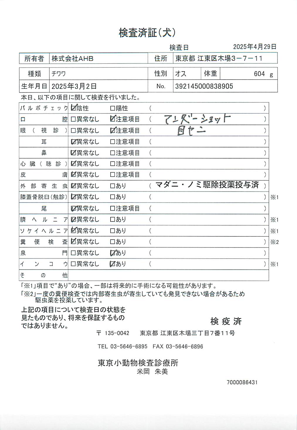 チワワ