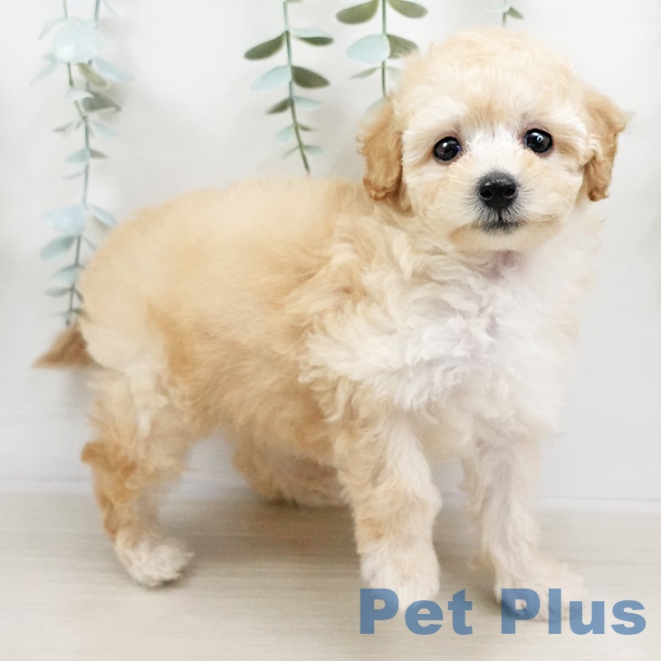 千葉県のトイプードル(トイ) (ペットプラス船橋店/2025年3月1日生まれ/女の子/クリーム)の子犬