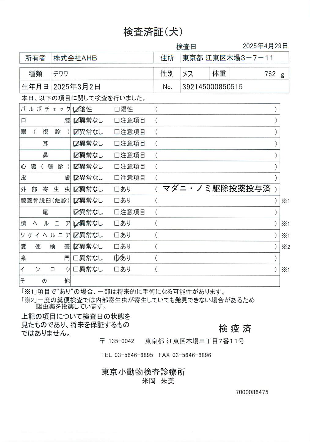 チワワ