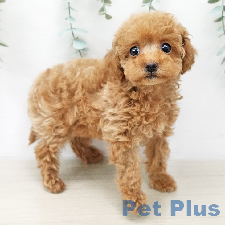 福島県のトイプードル(トイ) (ペットプラス福島店/2025年3月6日生まれ/女の子/レッド)の子犬