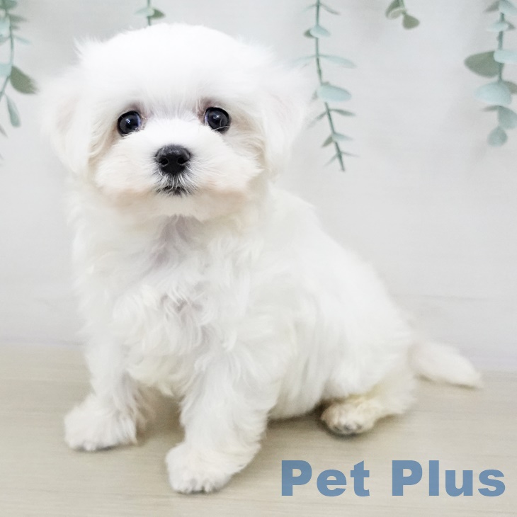 埼玉県のマルチーズ (ペットプラス羽生店/2025年3月5日生まれ/男の子/ホワイト)の子犬