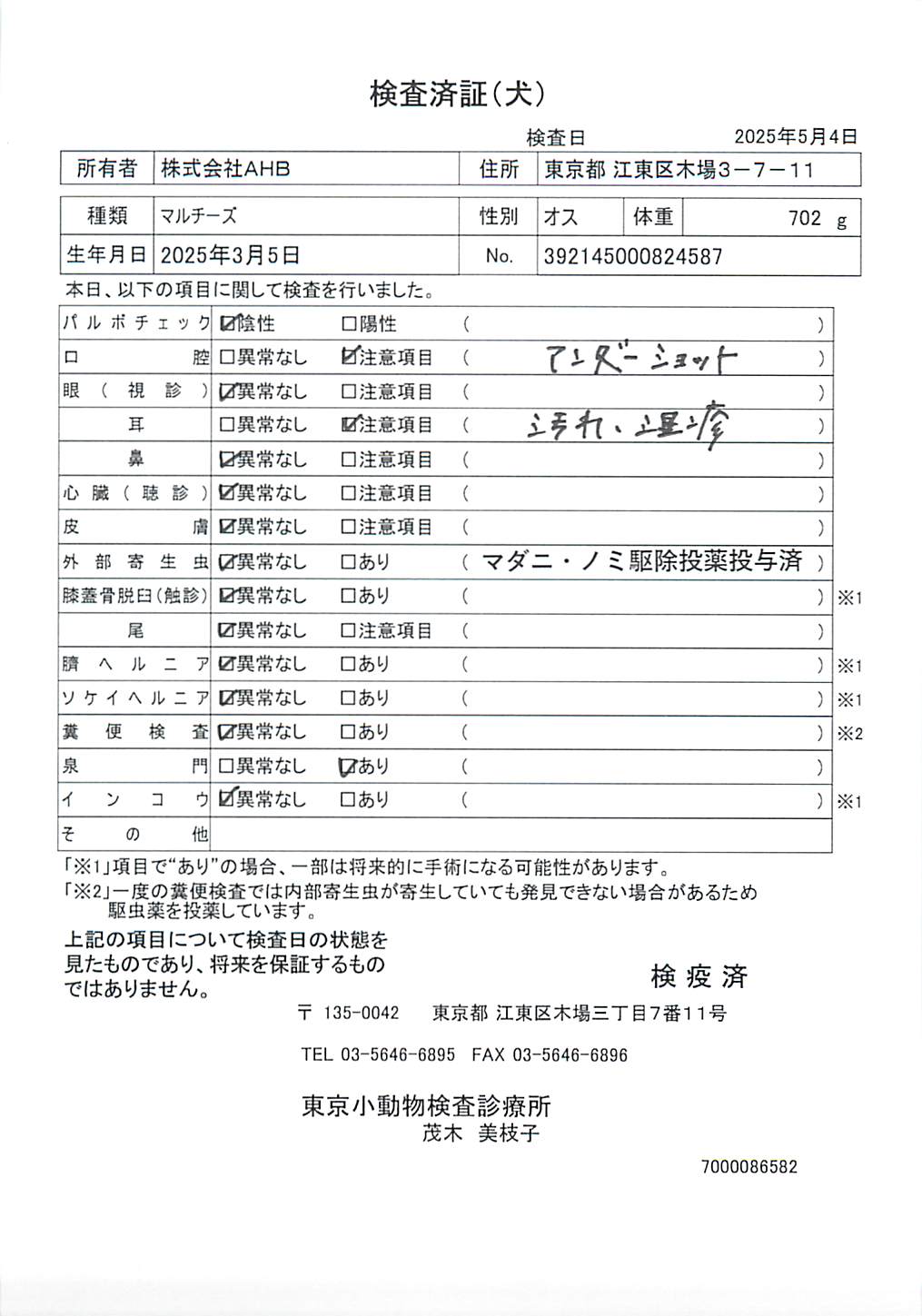 マルチーズ