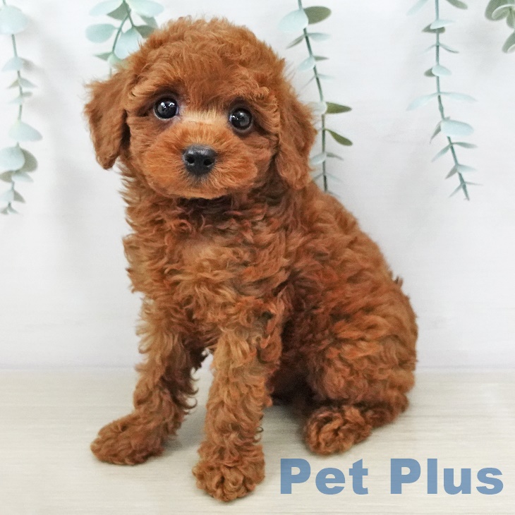 茨城県のトイプードル(トイ) (ペットプラスつくば店/2025年3月7日生まれ/女の子/レッド)の子犬