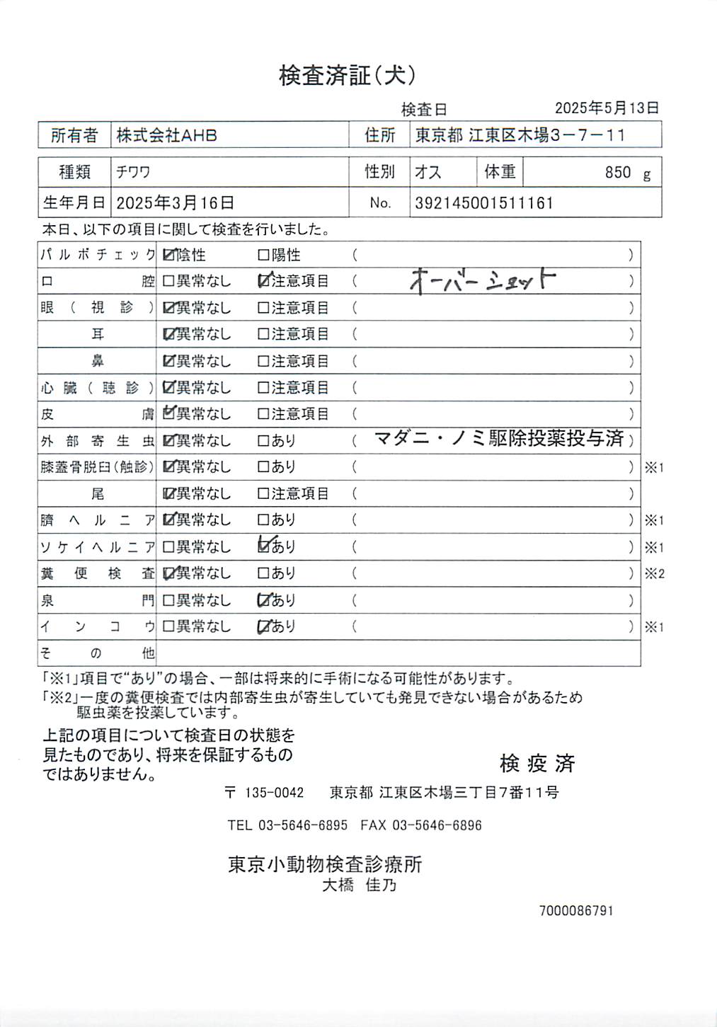 チワワ