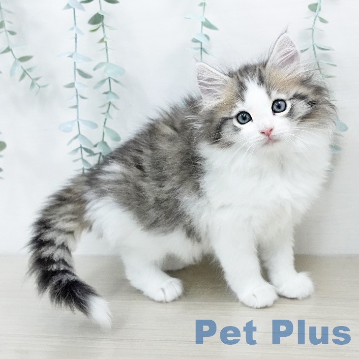 ノルウェージャンフォレストキャット