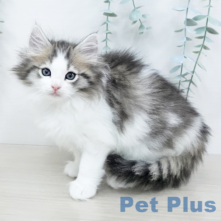 ノルウェージャンフォレストキャットの写真2