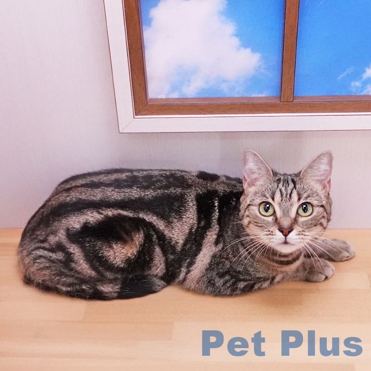 アメリカンショートヘアの詳細情報 | PetPlus パートナードッグ&キャット