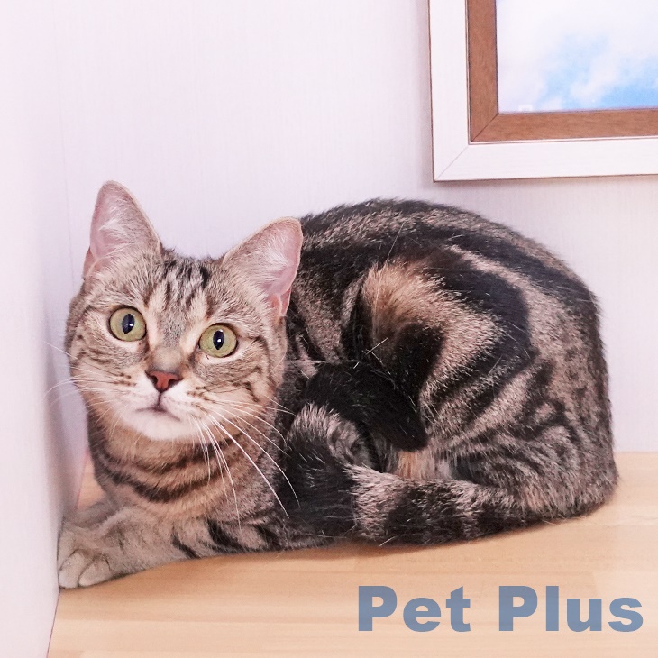 アメリカンショートヘアの詳細情報 | PetPlus パートナードッグ