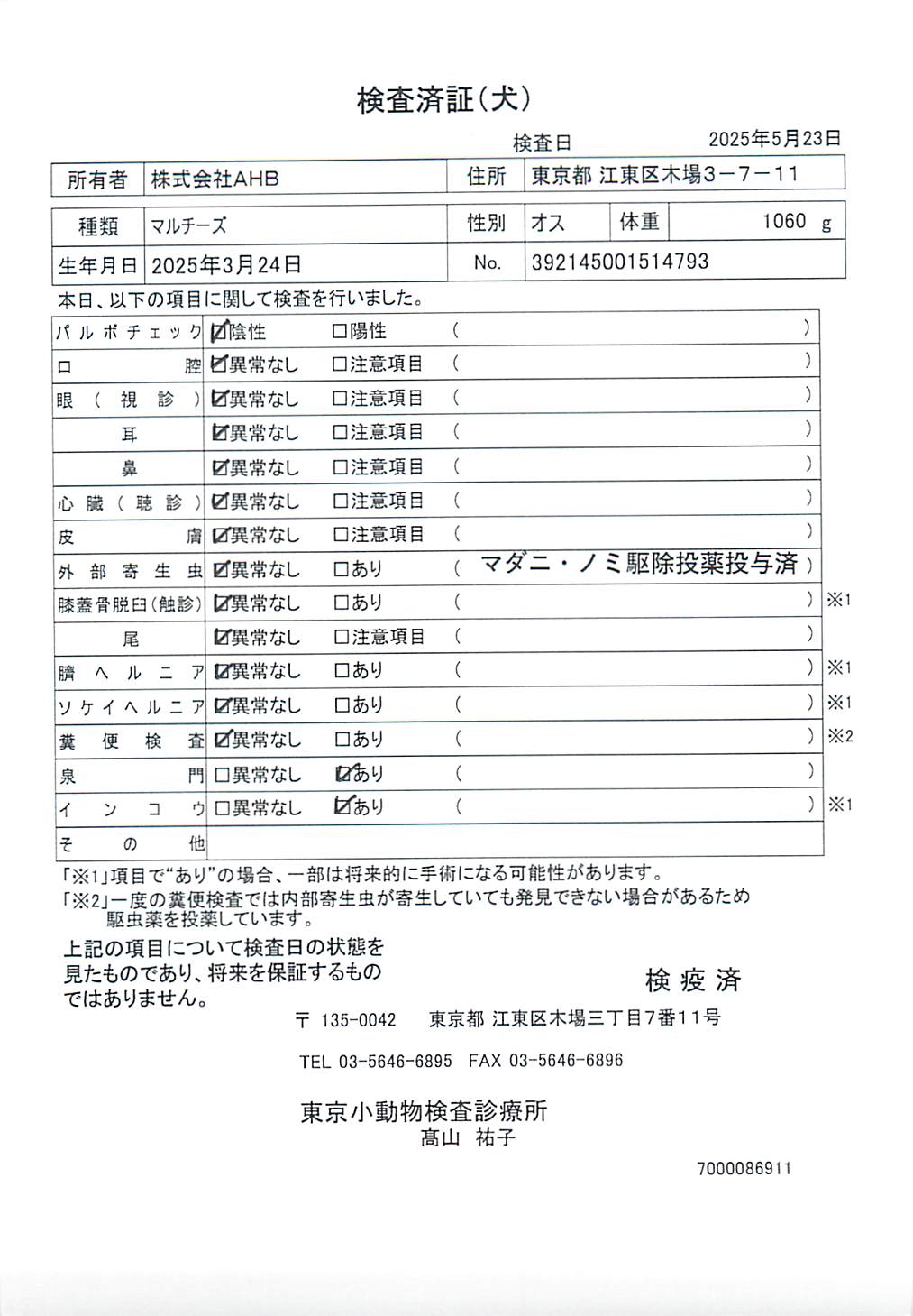 マルチーズ