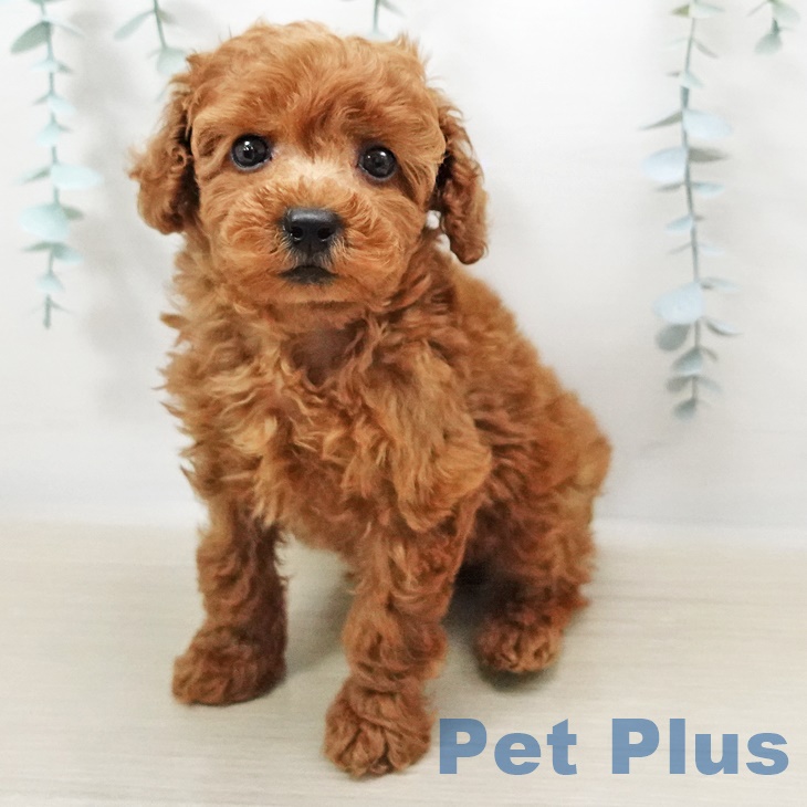 千葉県のトイプードル(トイ) (ペットプラス船橋店/2025年4月4日生まれ/男の子/レッド)の子犬