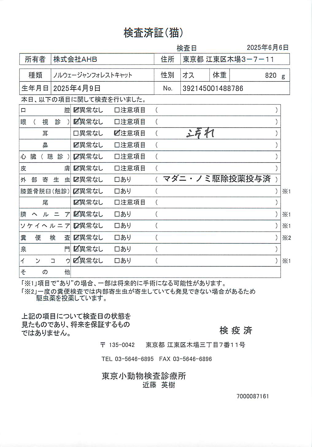 ノルウェージャンフォレストキャット