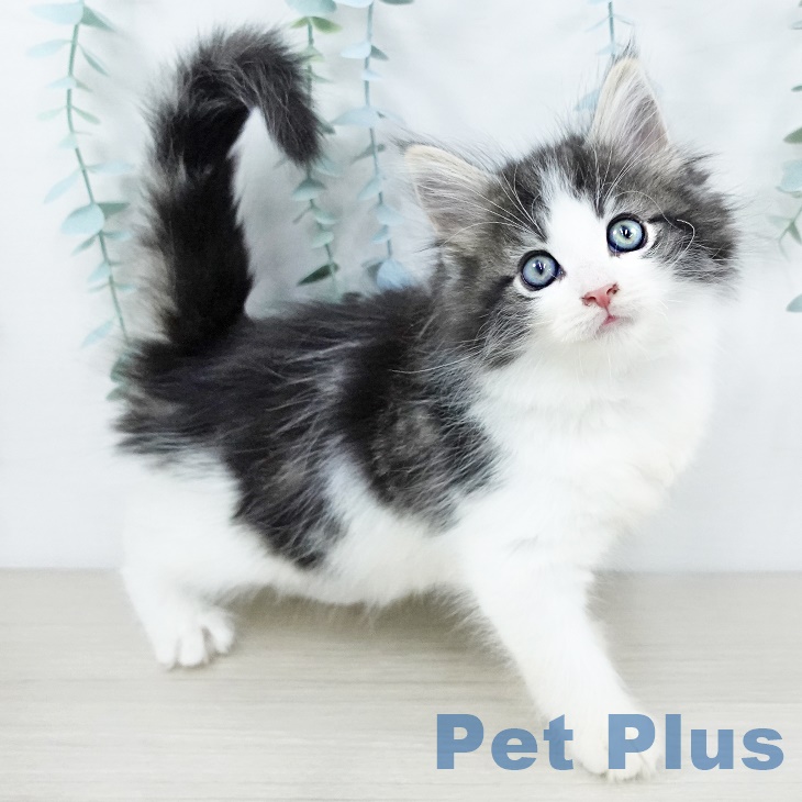 ノルウェージャンフォレストキャットの写真2