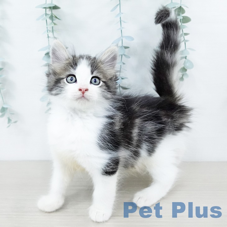 ノルウェージャンフォレストキャットの写真1