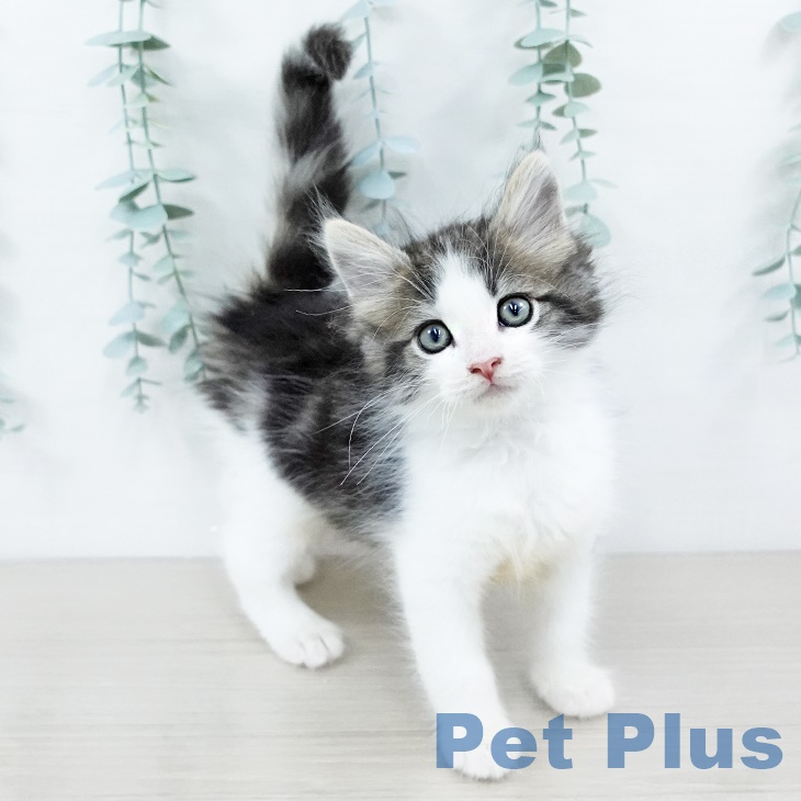ノルウェージャンフォレストキャットの写真2
