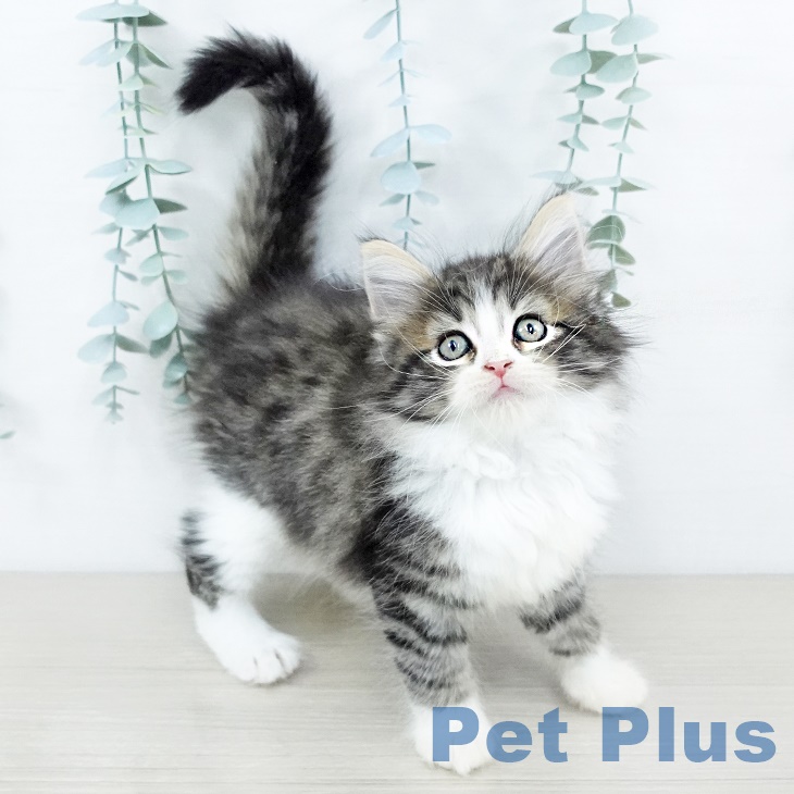 ノルウェージャンフォレストキャット