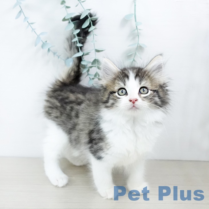 ノルウェージャンフォレストキャットの写真1