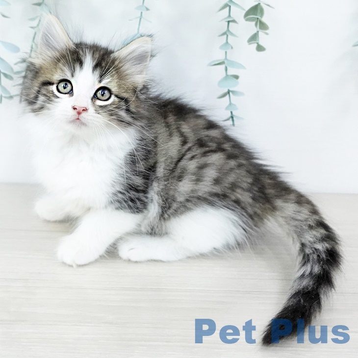 ノルウェージャンフォレストキャットの写真2