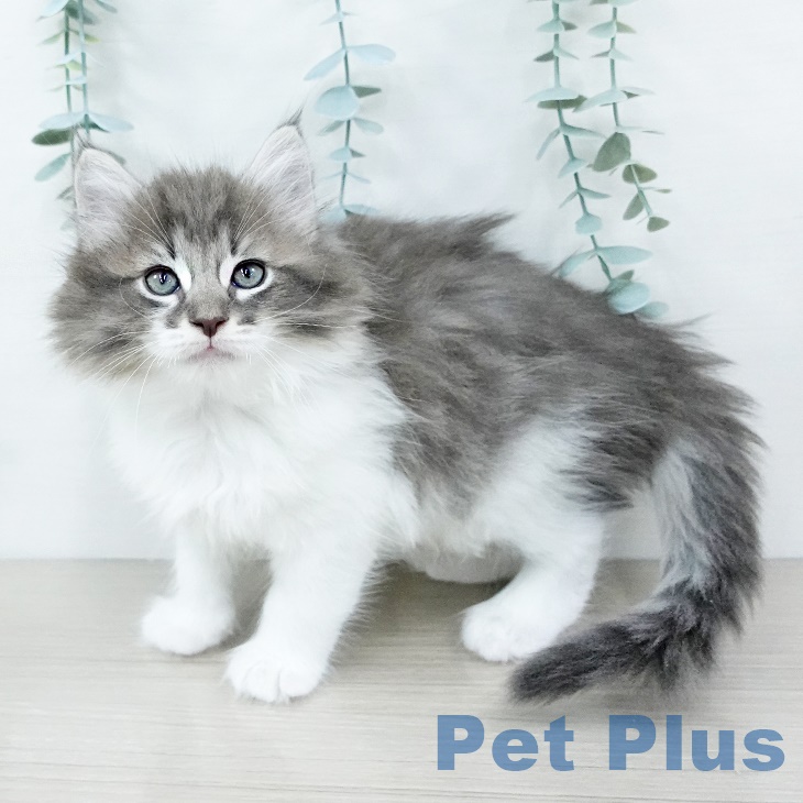 ノルウェージャンフォレストキャット