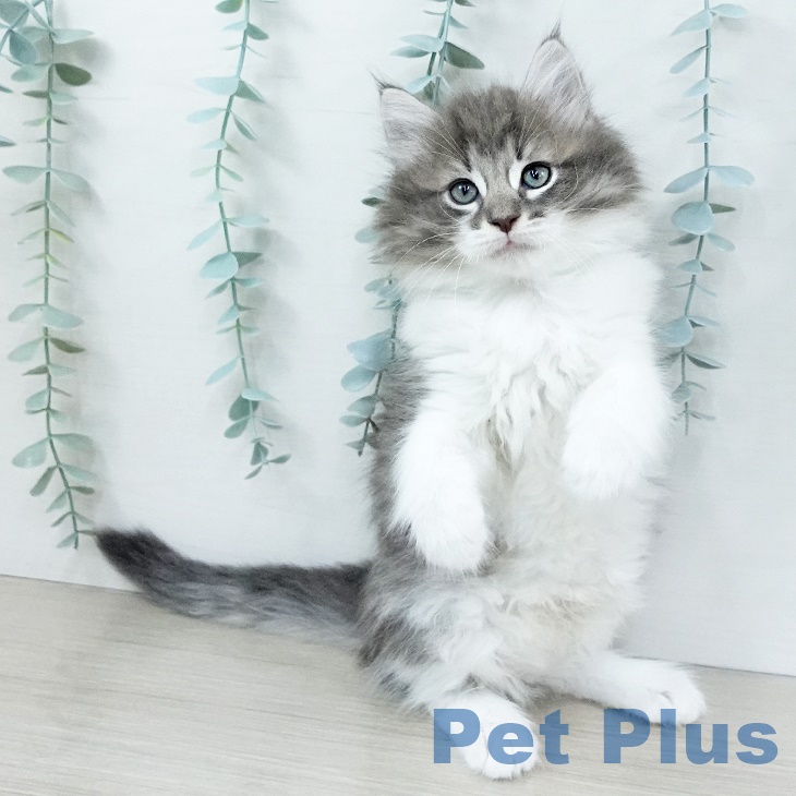 ノルウェージャンフォレストキャットの写真2