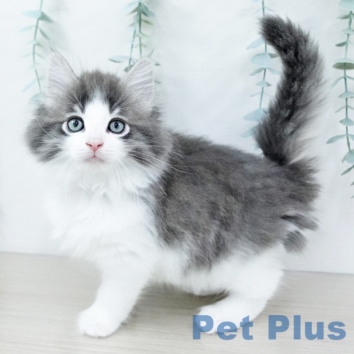ノルウェージャンフォレストキャットの写真1