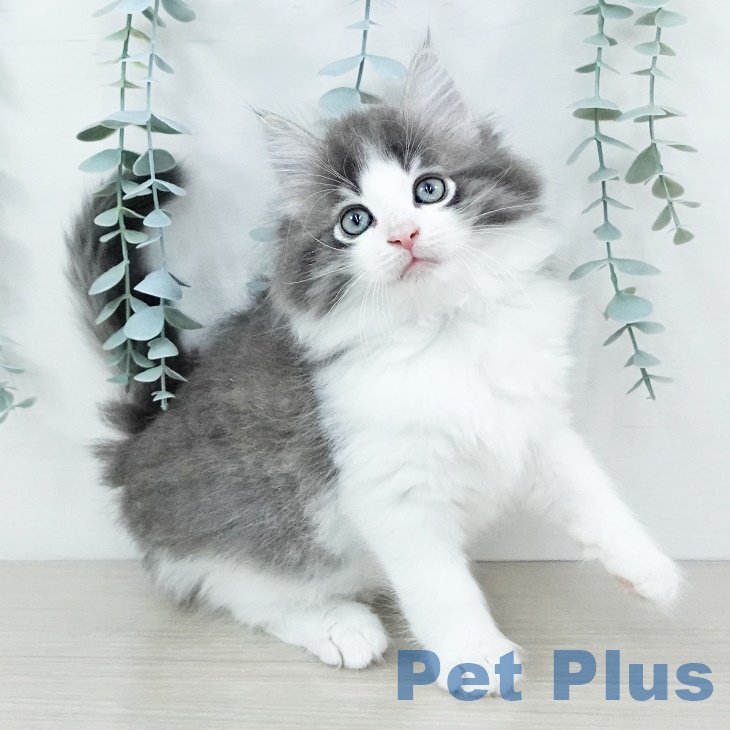ノルウェージャンフォレストキャットの写真2