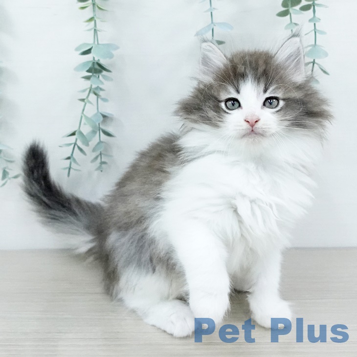 ノルウェージャンフォレストキャット