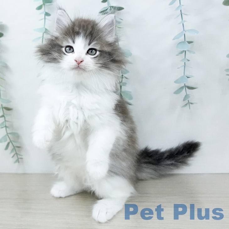 ノルウェージャンフォレストキャットの写真2