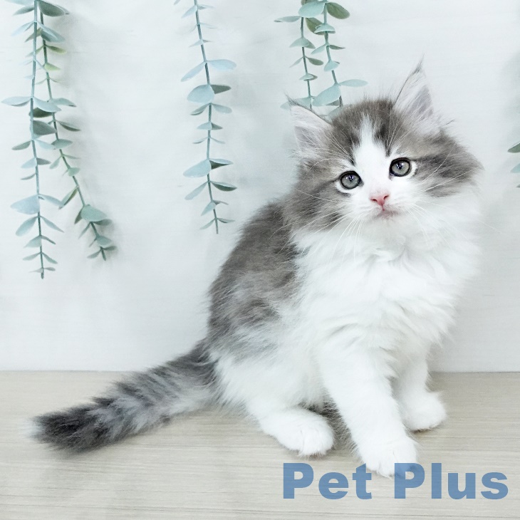 ノルウェージャンフォレストキャット